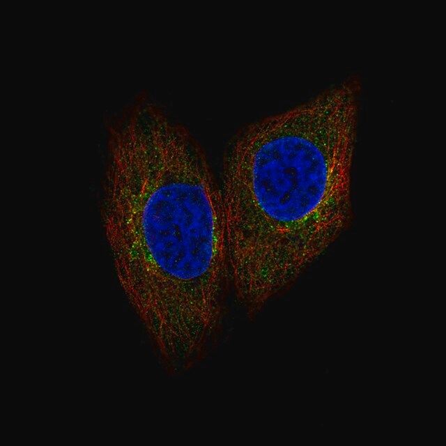 Anti-SCYL1 antibody produced in rabbit