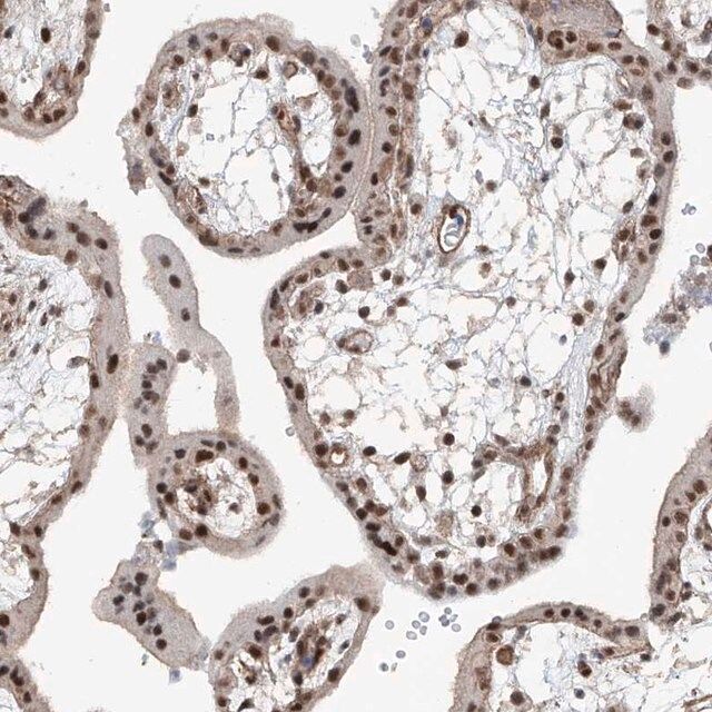 Anti-SDE2 antibody produced in rabbit