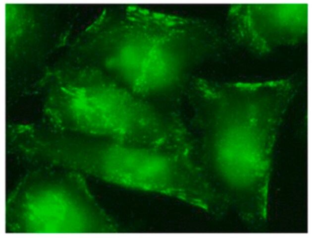 Anti-Septin-9 Antibody, clone 1A6C2