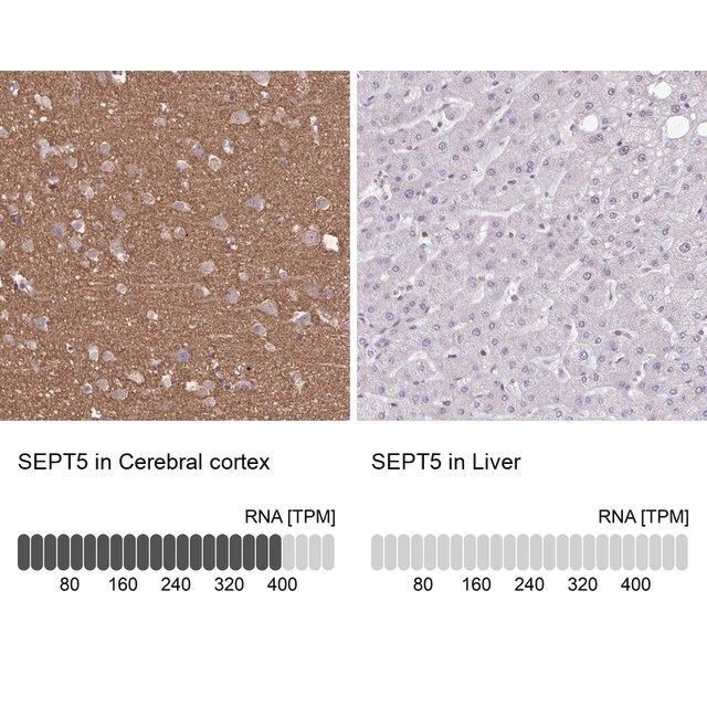 Anti-SEPT5 antibody produced in rabbit