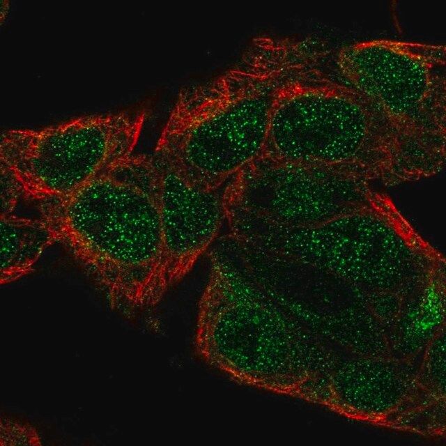 Anti-SERGEF antibody produced in rabbit