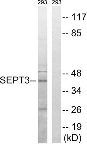Anti-SEPT3 antibody produced in rabbit