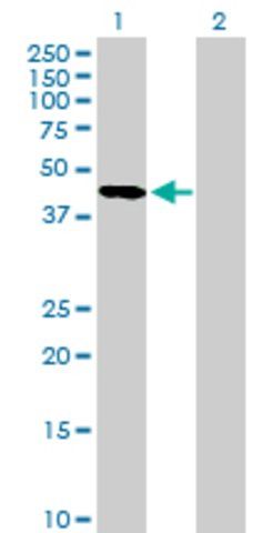 Anti-SERPINA5 antibody produced in mouse