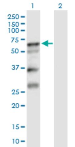 Anti-SERPINA10 antibody produced in mouse