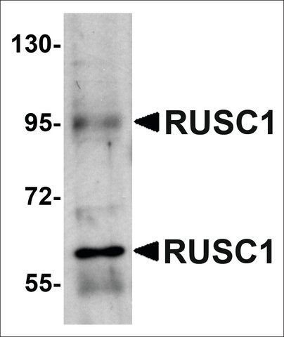 Anti-RUSC1 antibody produced in rabbit