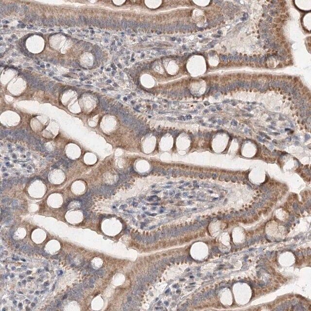Anti-RUFY4 antibody produced in rabbit