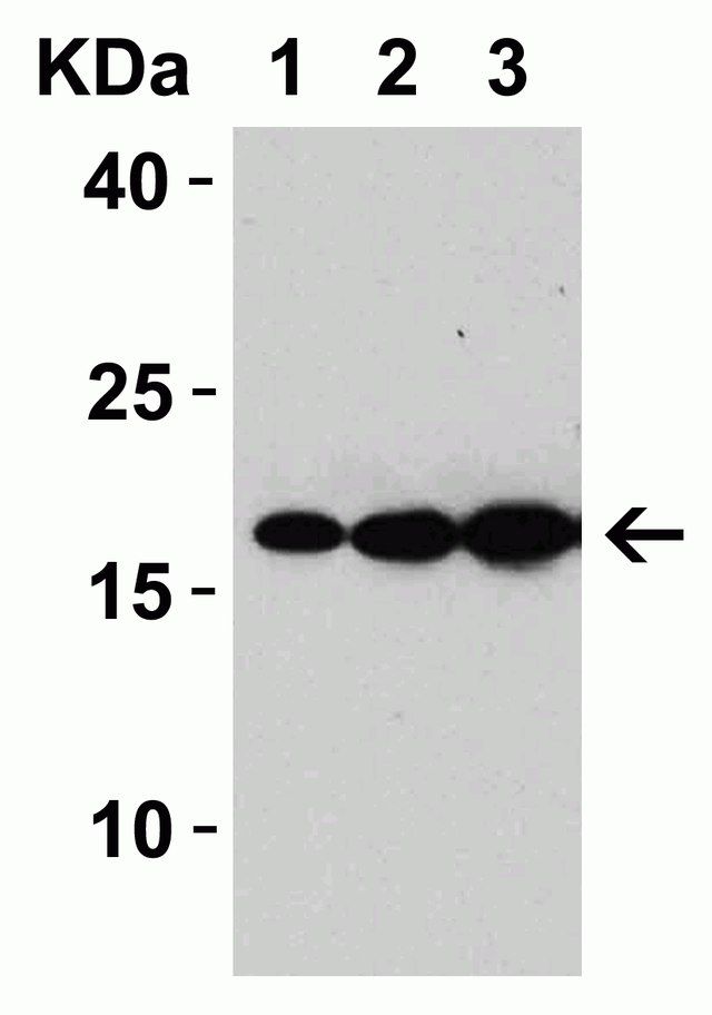 Anti-SARS-CoV Matrix antibody produced in rabbit