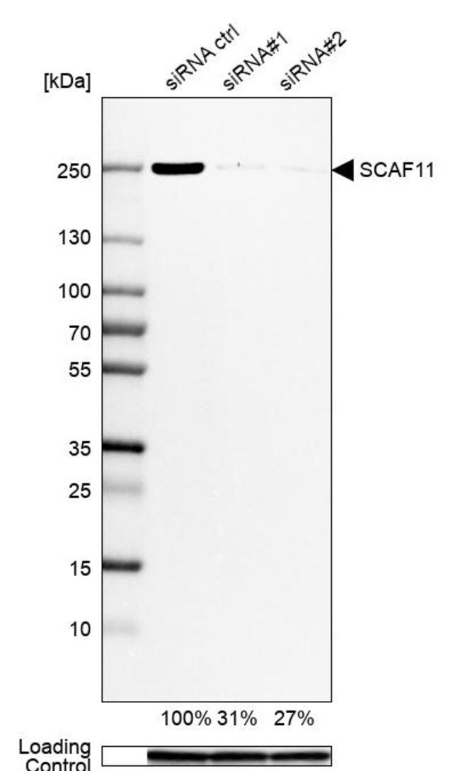 Anti-SCAF11 antibody produced in rabbit