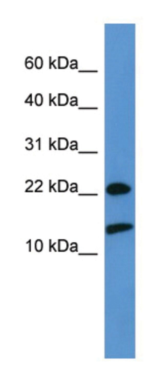 Anti-RPS27A antibody produced in rabbit