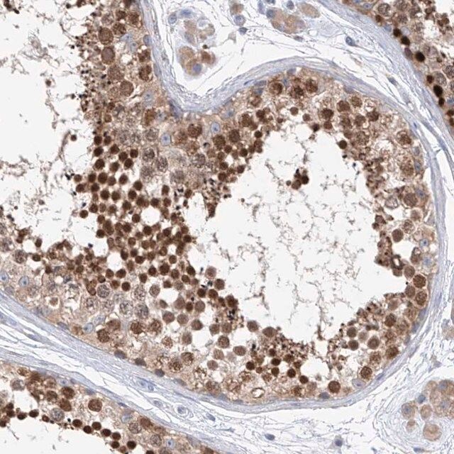 Anti-REC8 antibody produced in rabbit