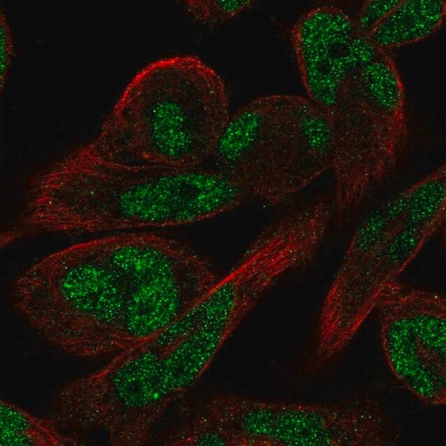 Anti-RFLNA antibody produced in rabbit