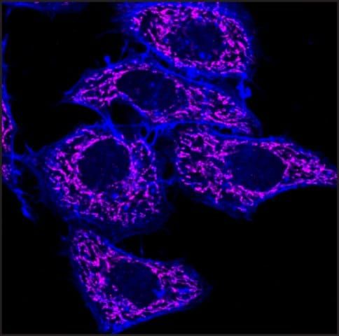 Anti-Rabbit IgG (H+L), F(ab′)2 fragment, CF<sup>TM</sup>640R antibody produced in goat