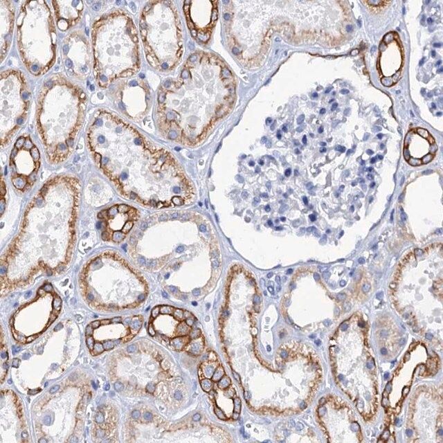 Anti-RAB3IP antibody produced in rabbit