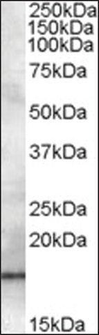 Anti-RABIF antibody produced in goat