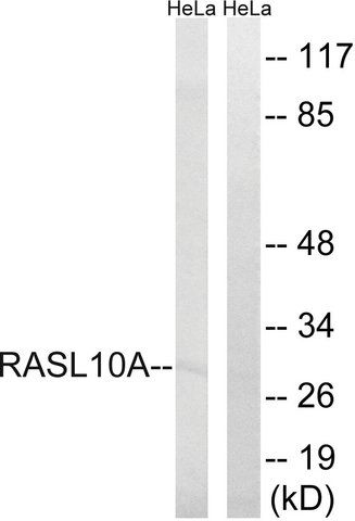 Anti-RASL10A antibody produced in rabbit