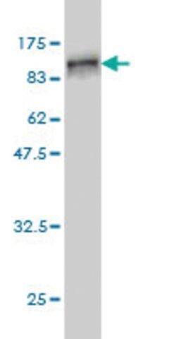 ANTI-RDX antibody produced in mouse