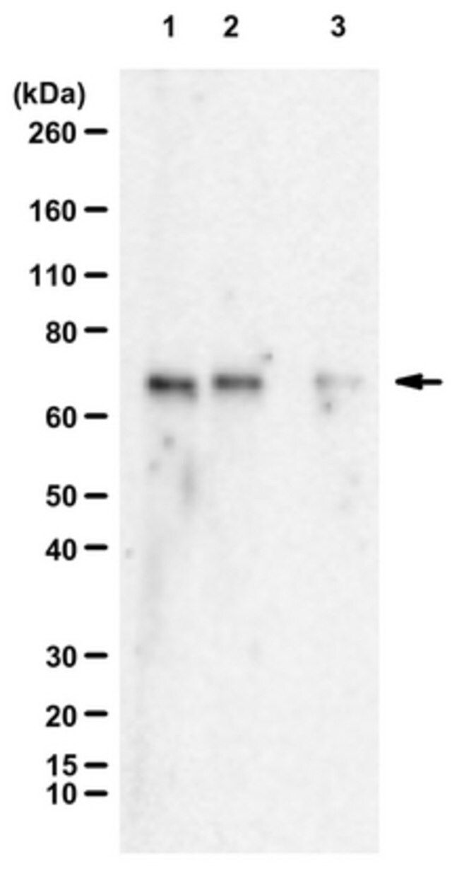 Anti-PTEN mono-ubiquitylated K13