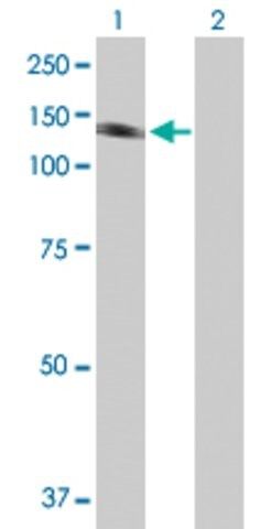 Anti-PTK2B antibody produced in mouse