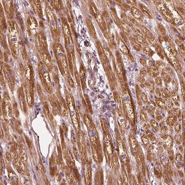Anti-PTGES2 antibody produced in rabbit