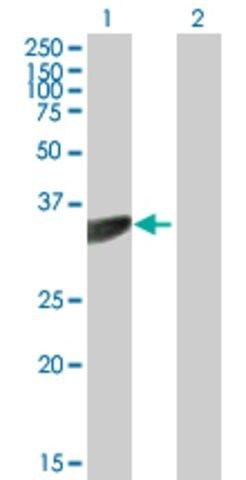 Anti-PTER antibody produced in mouse