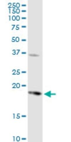 Anti-PTGES antibody produced in rabbit