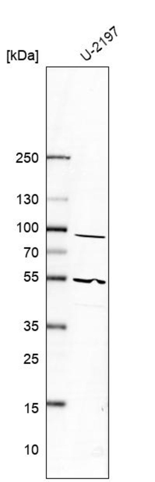 Anti-PTGIS antibody produced in rabbit