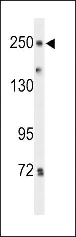 ANTI-PTPRD(N-TERMINAL) antibody produced in rabbit