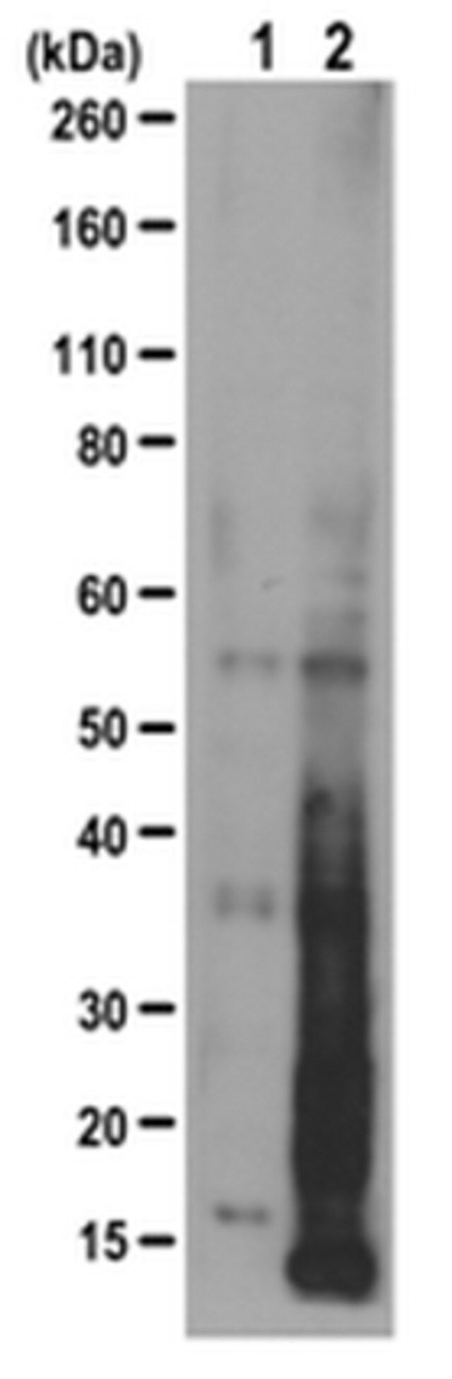 Anti-Puromycin Antibody, clone 17H1