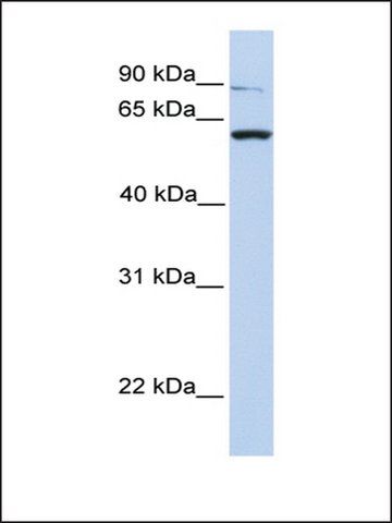 Anti-PTPRA antibody produced in rabbit