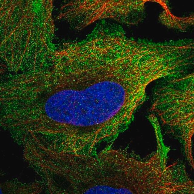 Anti-PTPRS antibody produced in rabbit