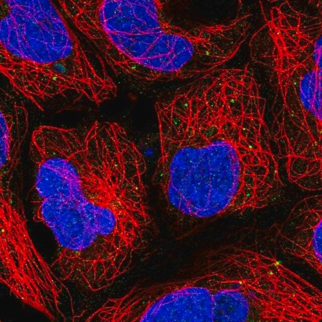 Anti-PUSL1 antibody produced in rabbit