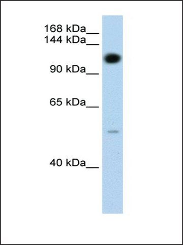 Anti-PUM2 antibody produced in rabbit