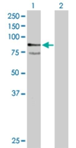 Anti-PTPRR antibody produced in mouse