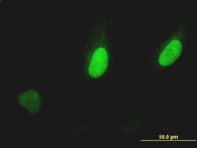 ANTI-PUM2 antibody produced in mouse