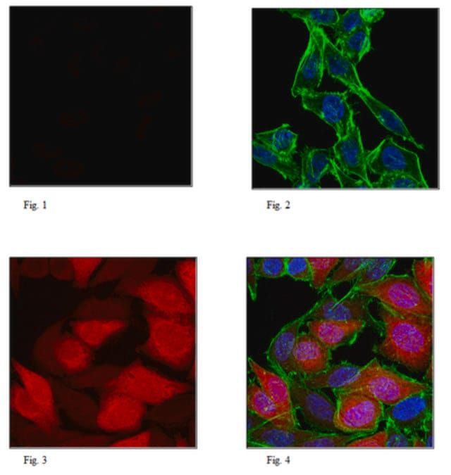Anti-Puromycin, clone 12D10, Alexa Fluor<sup>®</sup> 647 Conjugate Antibody
