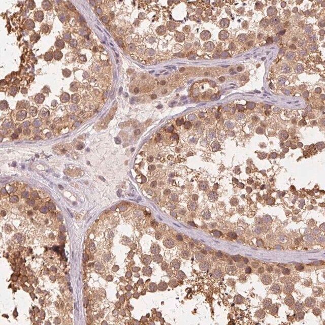Anti-PRMT5 antibody produced in rabbit