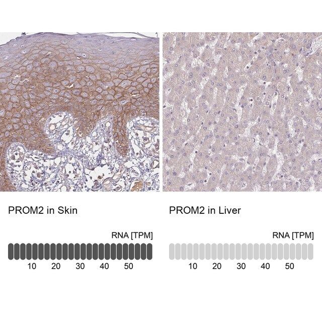Anti-PROM2 antibody produced in rabbit