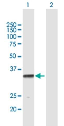 Anti-PROCR antibody produced in mouse
