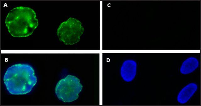 Anti-Progerin antibody, Mouse monoclonal
