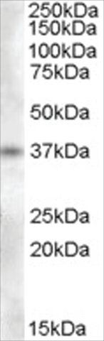Anti-Proenkephalin antibody produced in goat