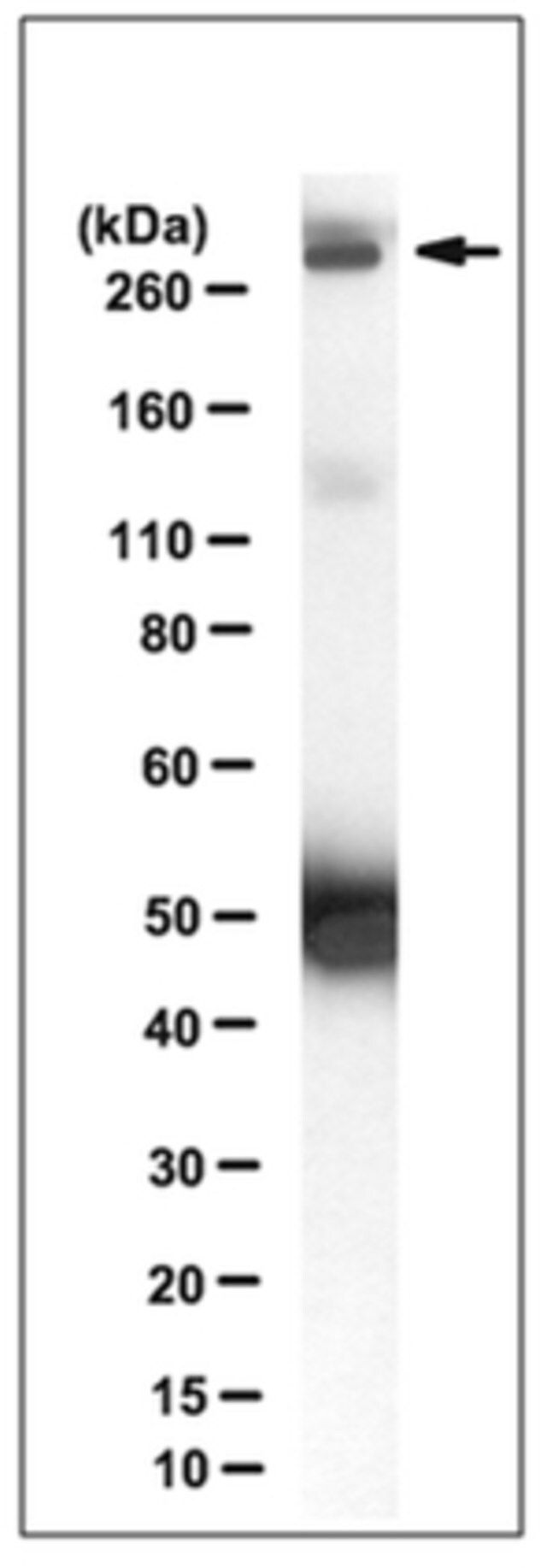 Anti-Procadherin FAT1 Antibody, clone C257