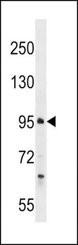 ANTI-PROSER1 (N-TERM) antibody produced in rabbit