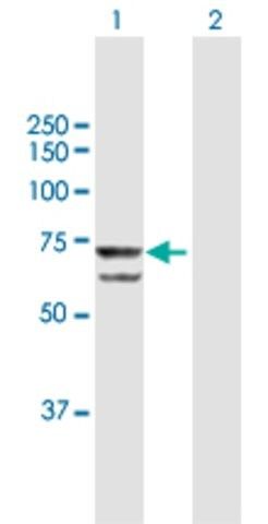 Anti-PRPF31 antibody produced in mouse