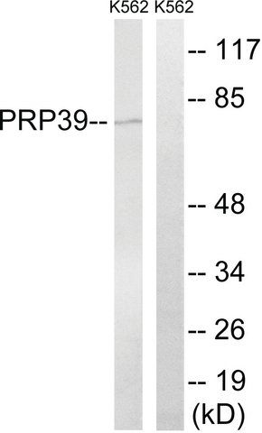 Anti-PRPF39 antibody produced in rabbit