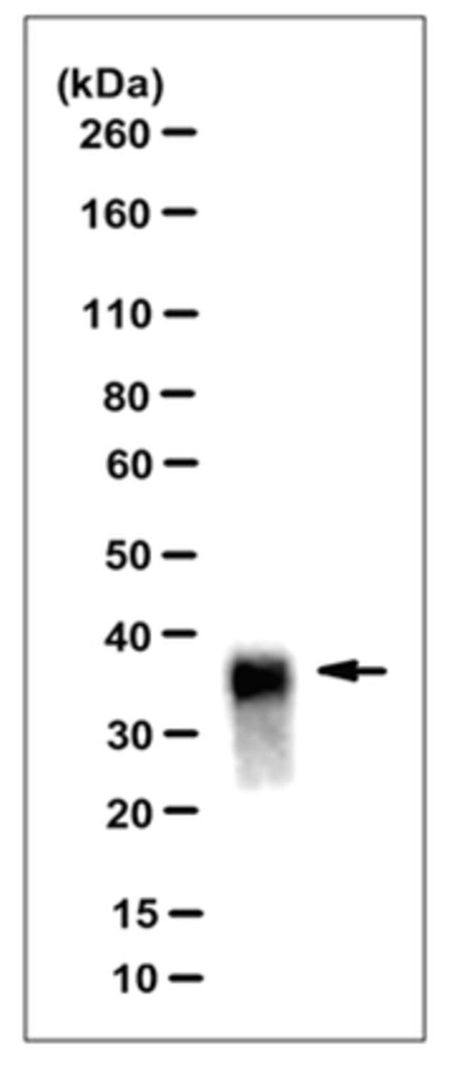 Anti-PrP, clone DRM2-118 Antibody