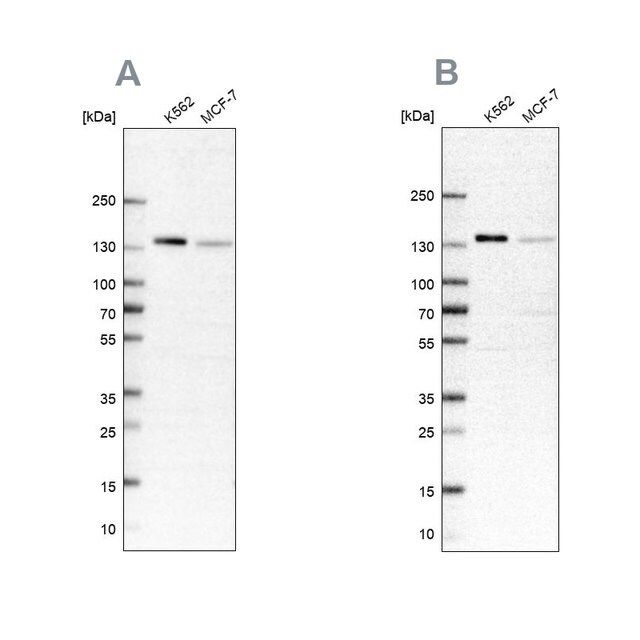 Anti-PRPF40A antibody produced in rabbit