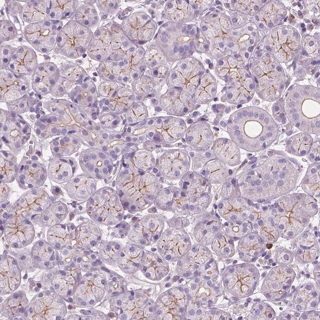 Anti-PRR35 antibody produced in rabbit