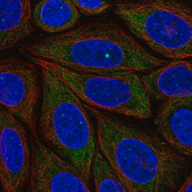 Anti-PRRC2B antibody produced in rabbit