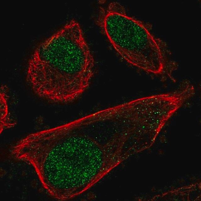 Anti-PRPF31 antibody produced in rabbit