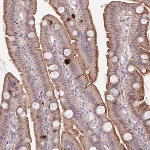 Anti-PRSS33 antibody produced in rabbit